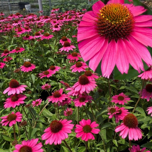 Echinacea 'Sensation Pink' - Siilkübar 'Sensation Pink'  P9/0,55L